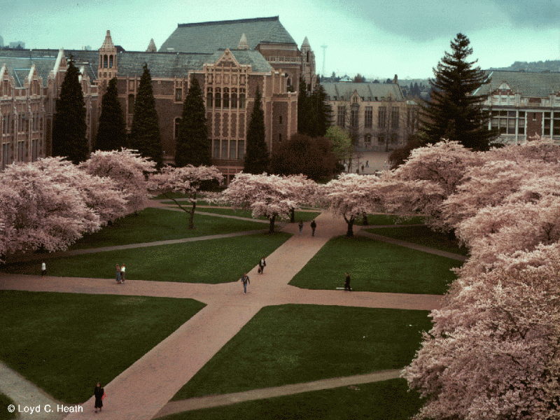 University of Washington Quad in Spring