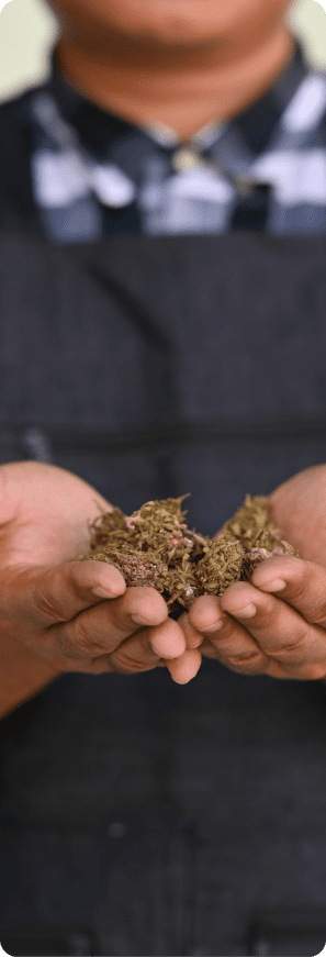 Close-up of a person's cupped hands holding a small pile of dried cannabis buds.