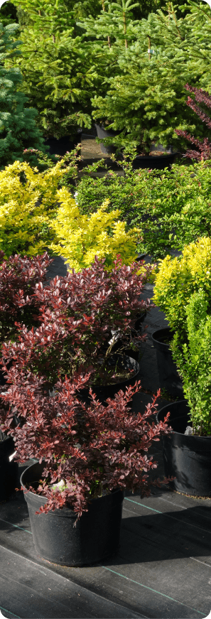 Potted shrubs and evergreen plants displayed at an outdoor garden nursery.