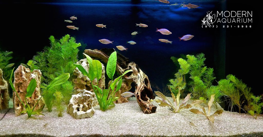 3D Aquarium Banner for Modern Aquarium PPC Ad
