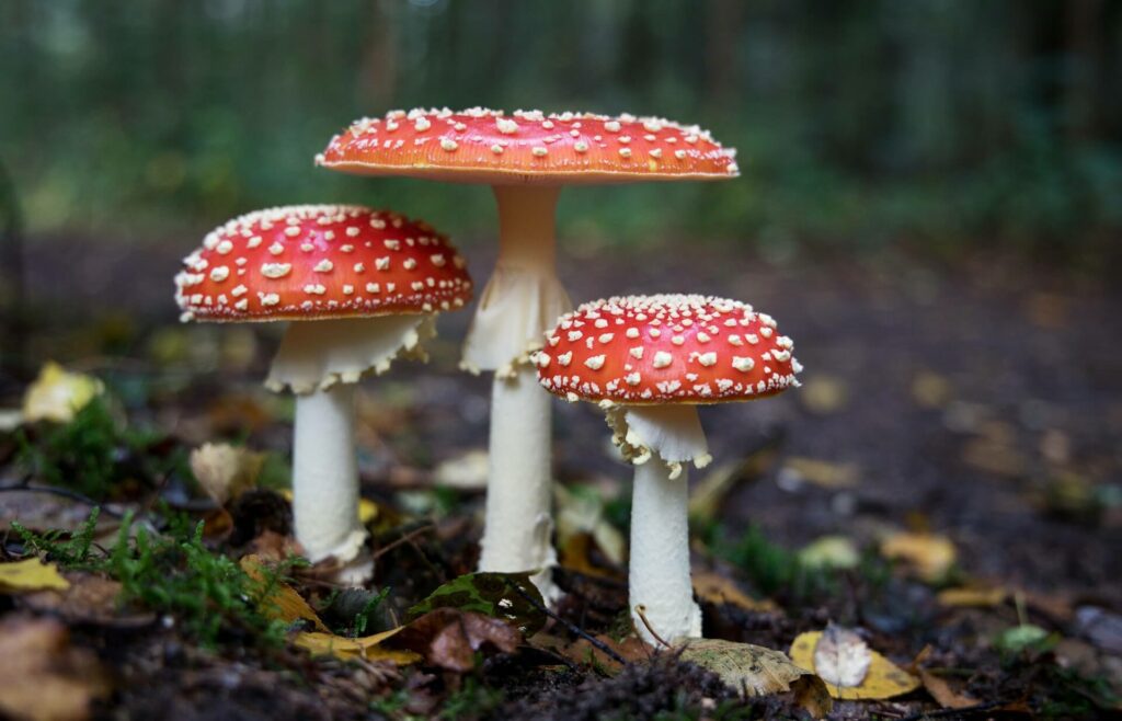 amanita shrooms in the forest