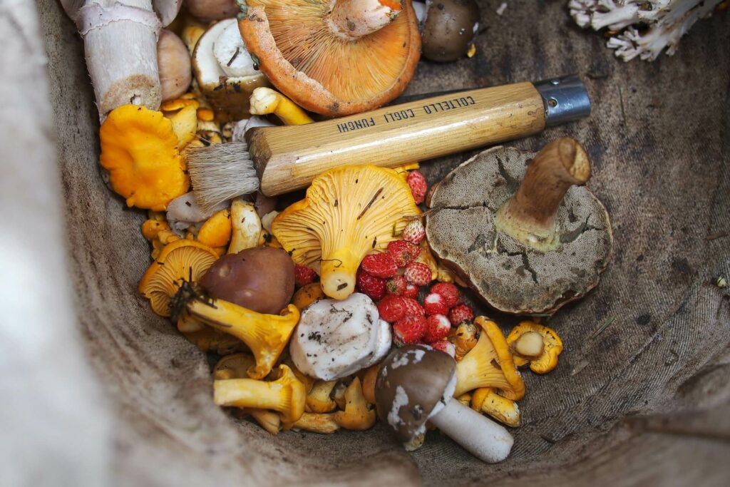 a variety of shrooms in a bowl